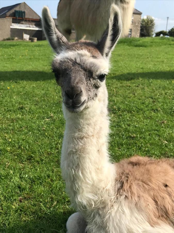 The Beautiful Lazy Llama Shepherd Hut Farm Stay Ballyshannon Ngoại thất bức ảnh