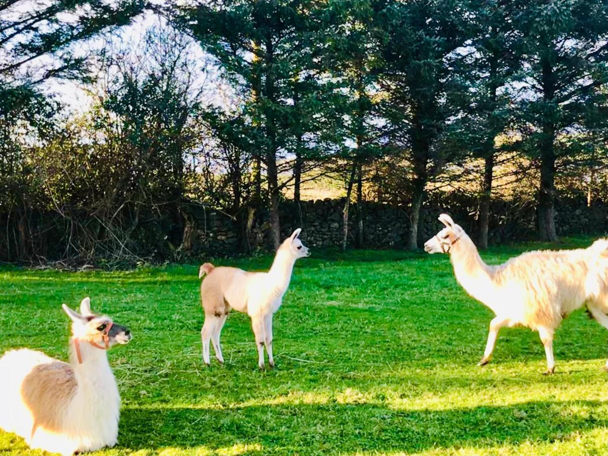 The Beautiful Lazy Llama Shepherd Hut Farm Stay Ballyshannon Ngoại thất bức ảnh