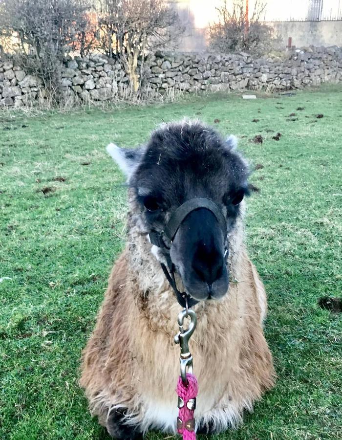 The Beautiful Lazy Llama Shepherd Hut Farm Stay Ballyshannon Ngoại thất bức ảnh